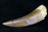 Fossil Plesiosaur Tooth #20728-1